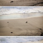 baby sea turtles