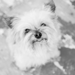 Documenting the Loss of a Pet with Project Life®