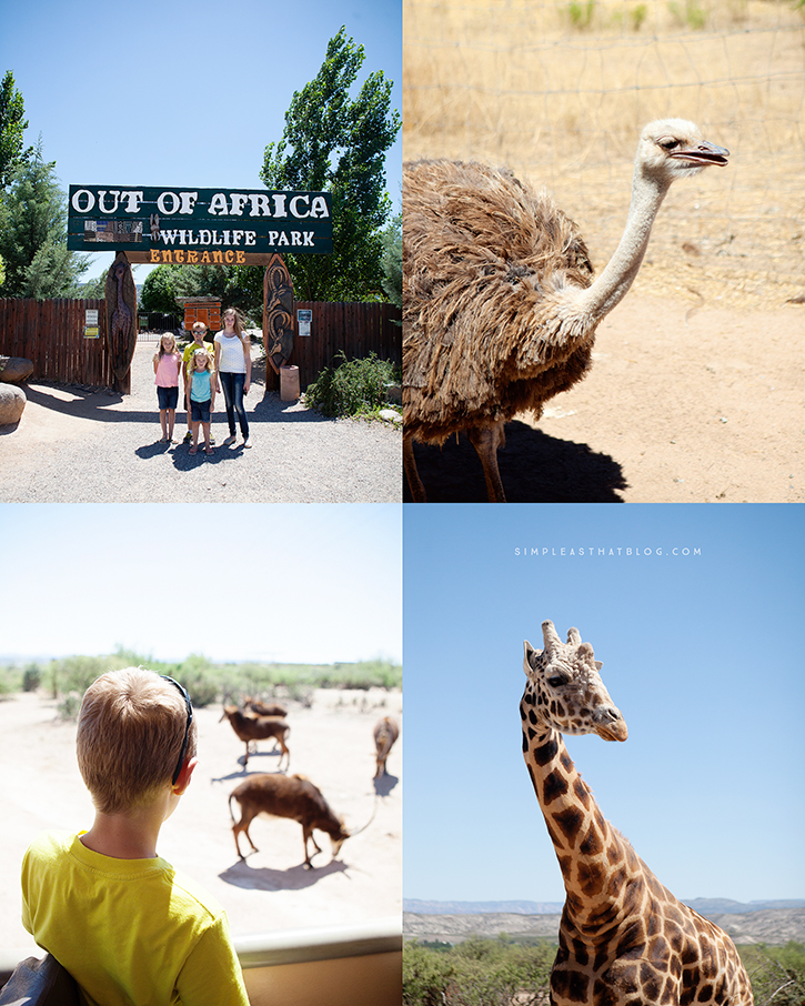 Take a walk on the wild side and get up close and personal with giraffes, tigers and more at Out of Africa Wildlife Park!