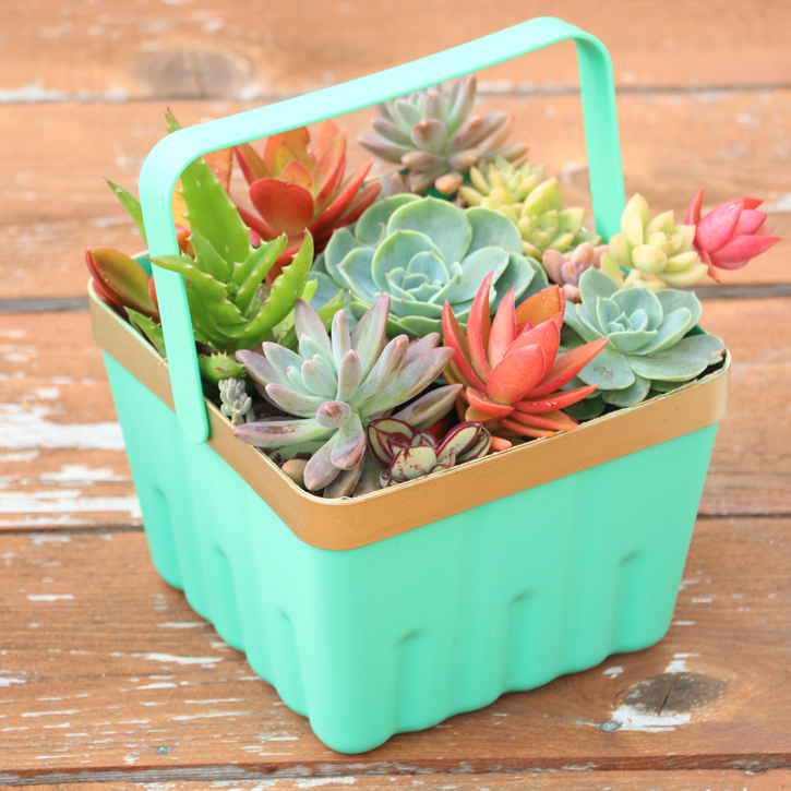 Simple Berry Basket Succulent Planter