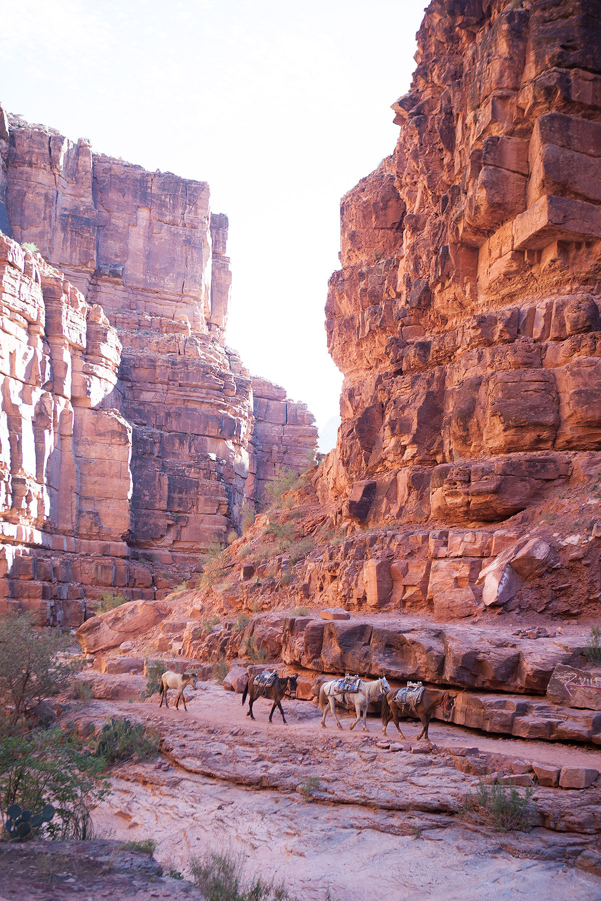 Not only is it doable as a family, it will go down as one of the most memorable adventures you'll experience together! Here's everything you need to know about hiking to Havasupai with kids.